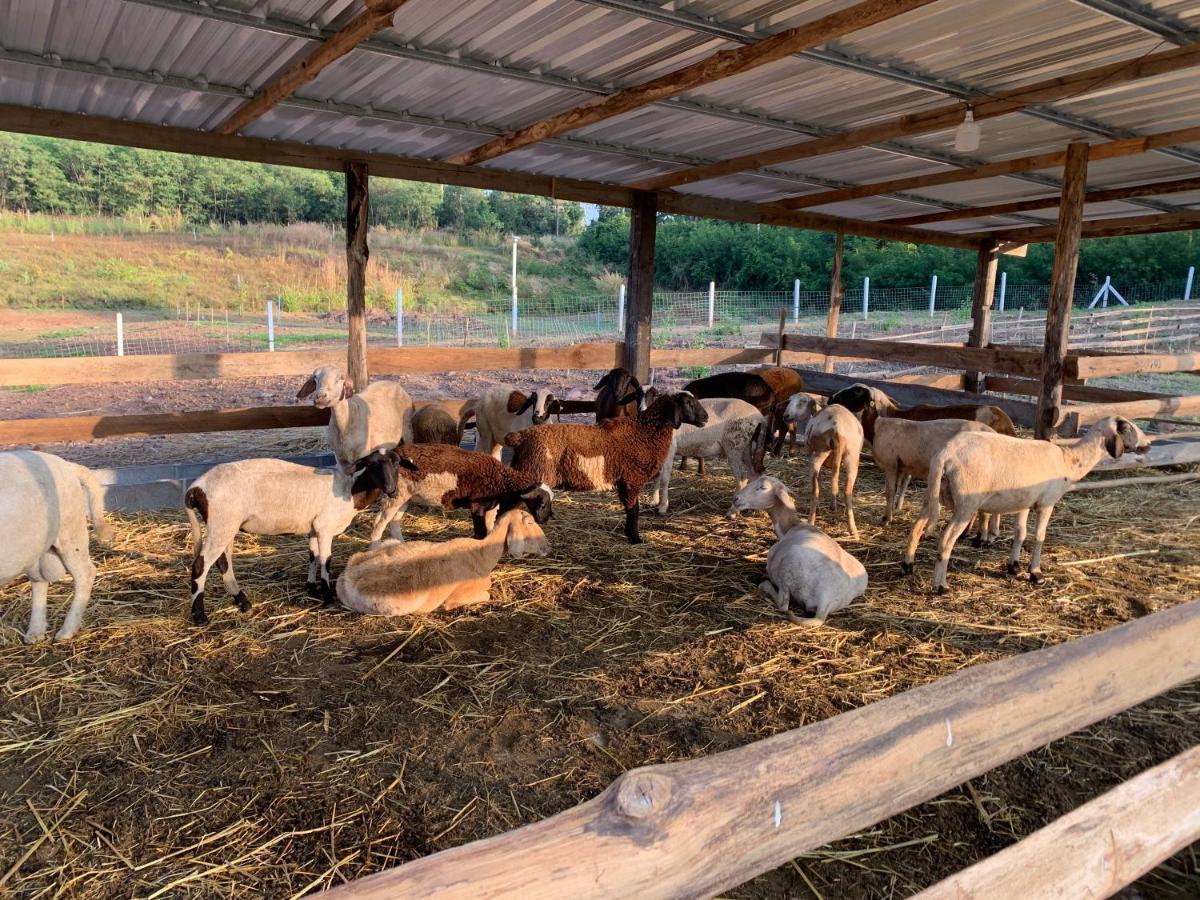 ฟาร์มแกะภูกระดึง Waraporn Valley Ban Nong Tum 외부 사진